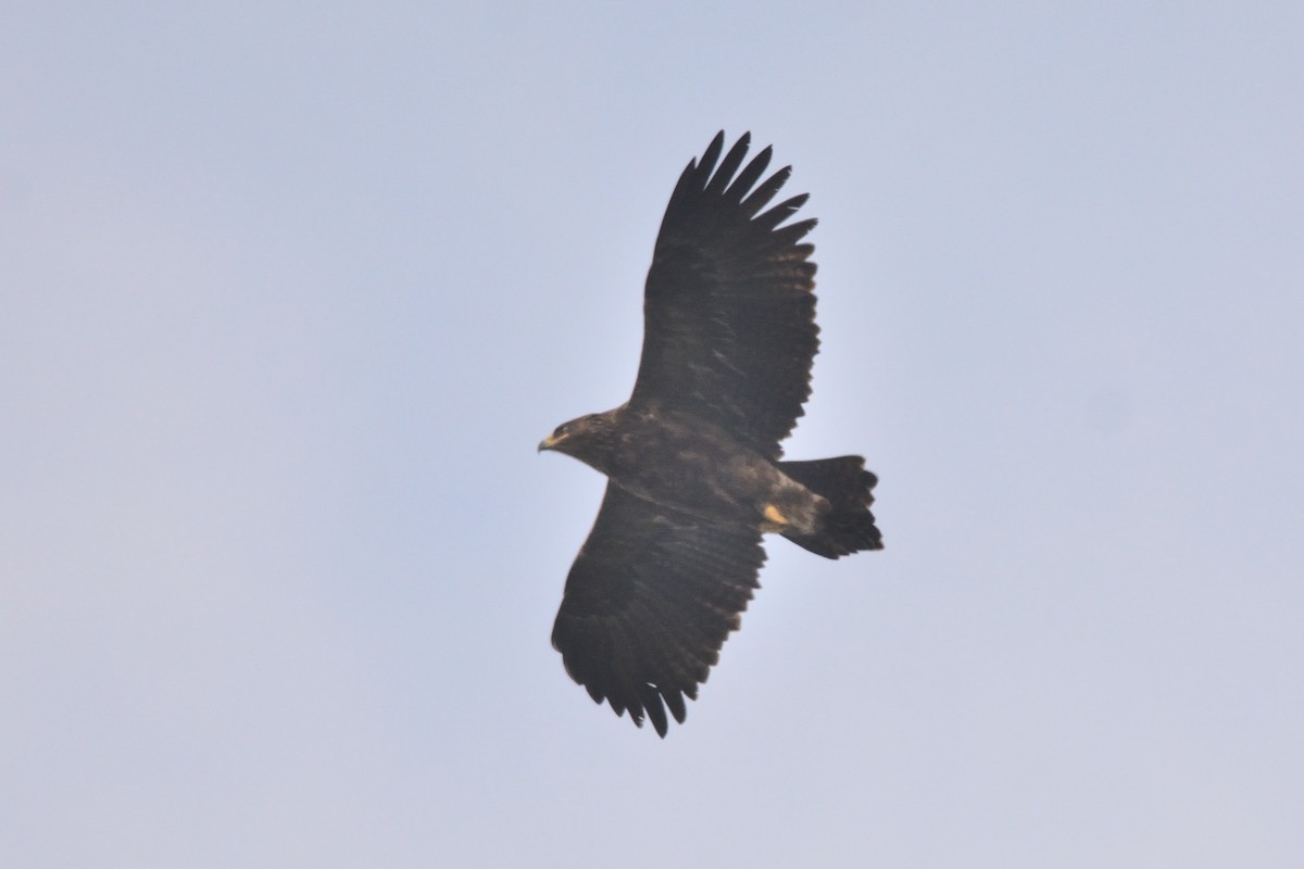 Greater Spotted Eagle - Andrew Schopieray