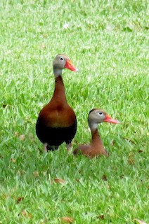 Black-bellied Whistling-Duck, ML128551831
