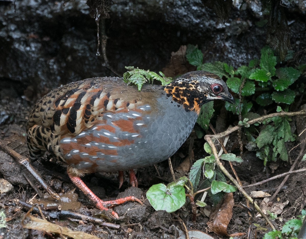 Rufous-throated Partridge - ML128559041