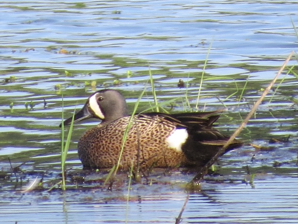 Blue-winged Teal - ML128562191
