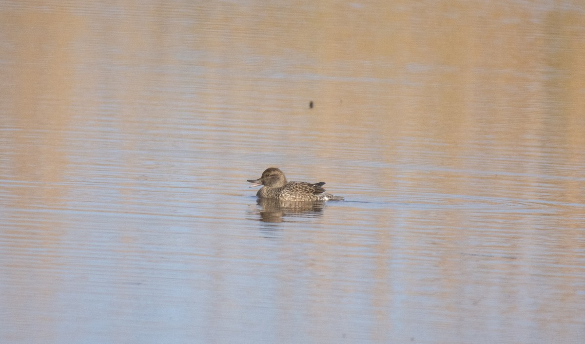 Green-winged Teal - ML128563661