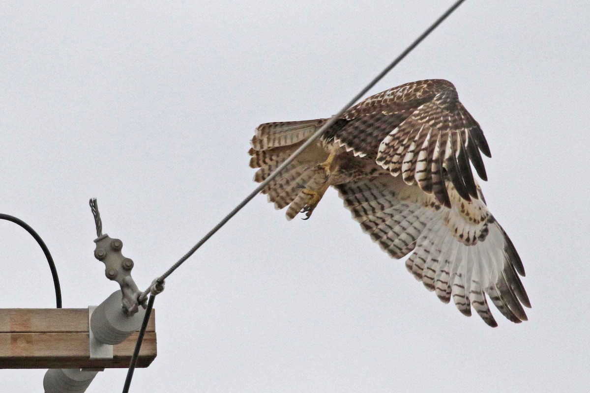 Red-tailed Hawk - ML128563761