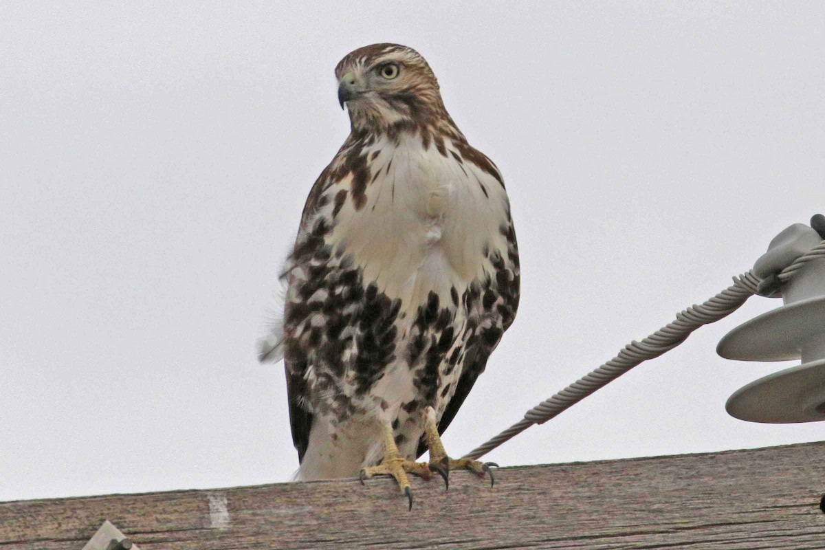 Red-tailed Hawk - ML128563771
