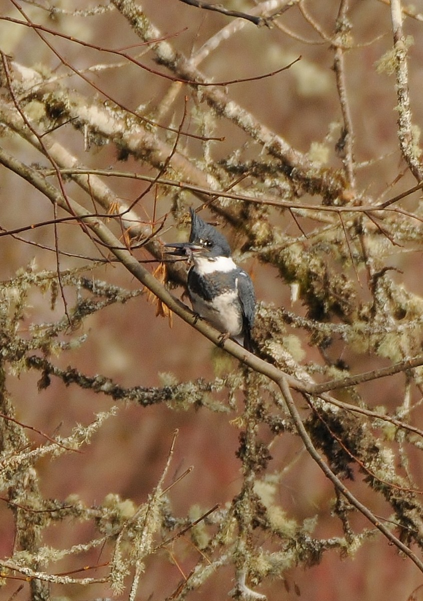 Belted Kingfisher - ML128564301