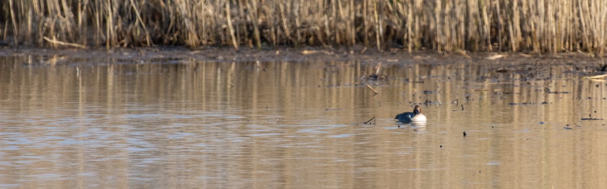 Green-winged Teal - ML128564771