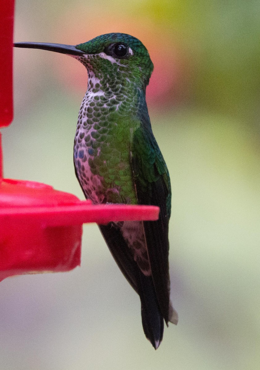 Scaly-breasted Hummingbird - Philip Reimers