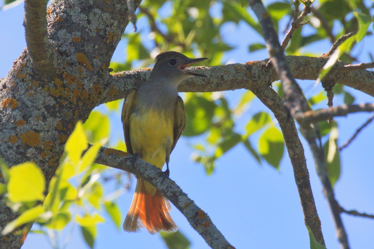 Great Crested Flycatcher - ML128581901
