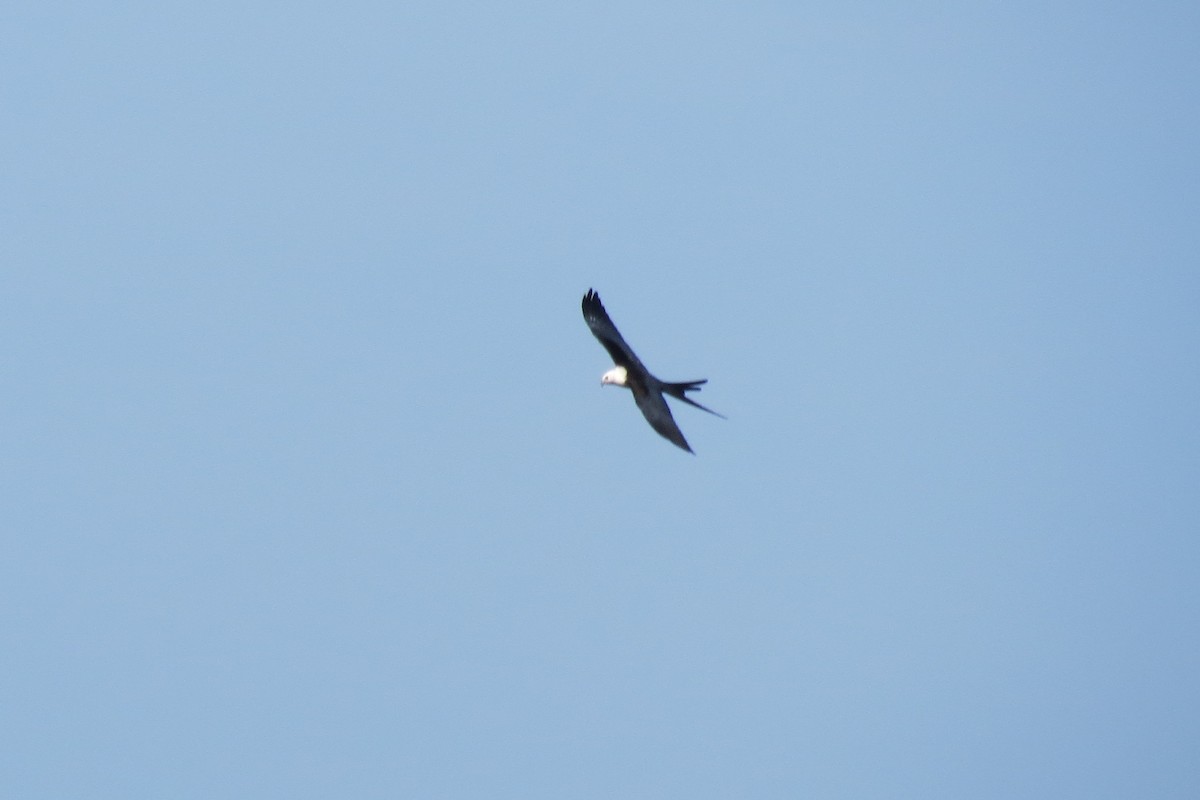 Swallow-tailed Kite - ML128582391