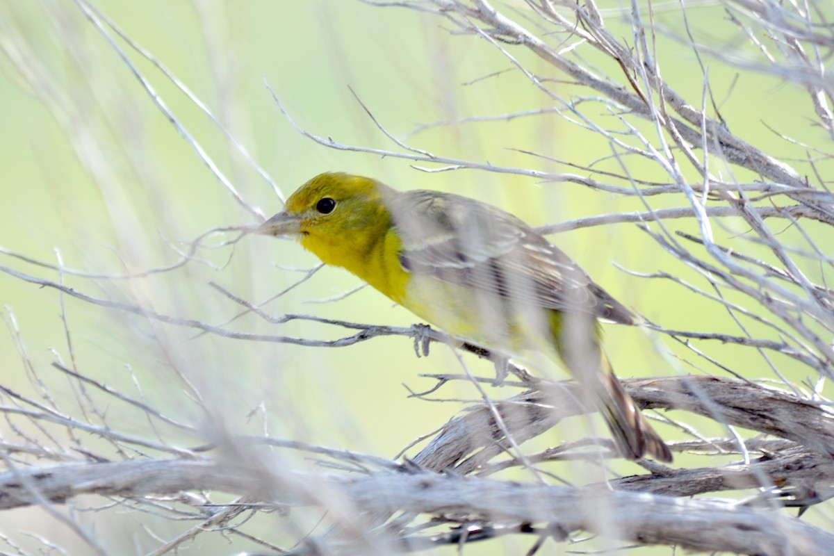Western Tanager - Ryan O'Donnell