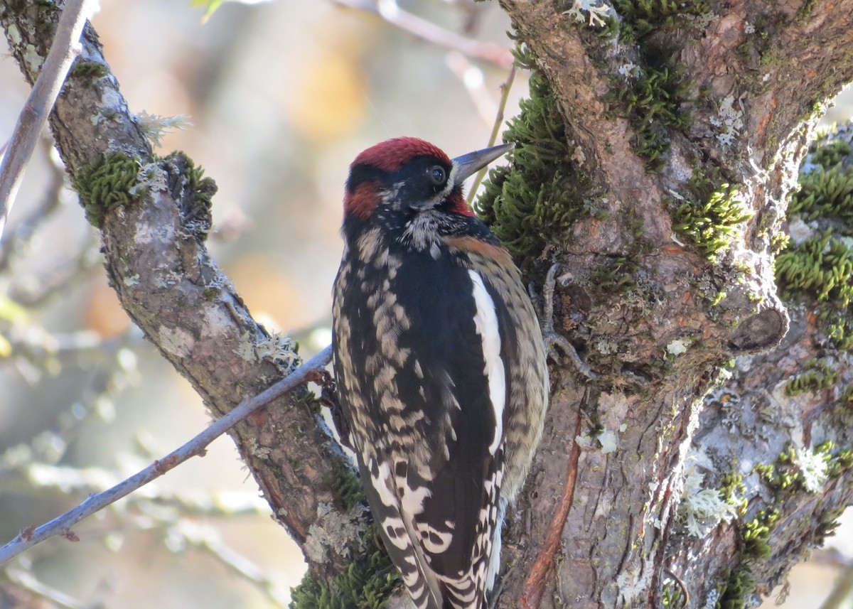 Red-naped x Red-breasted Sapsucker (hybrid) - Dave Bengston
