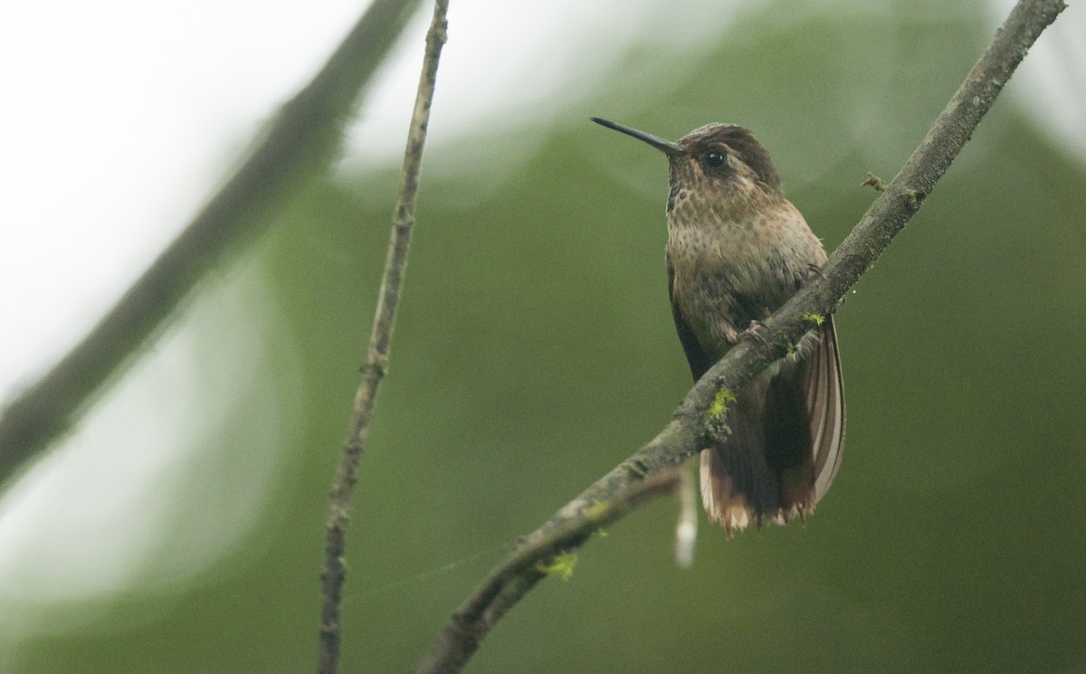 Speckled Hummingbird - ML128584471