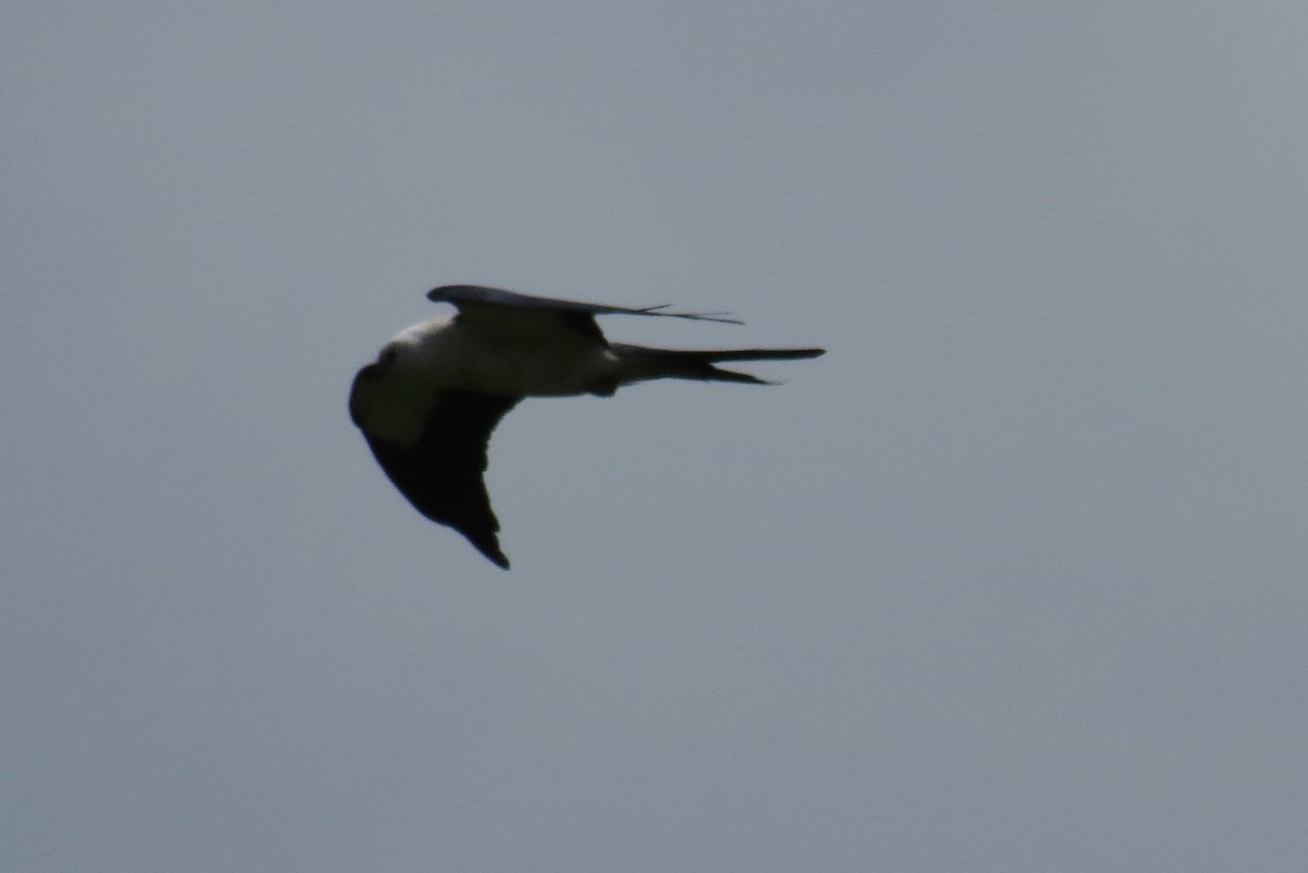 Swallow-tailed Kite - ML128585601