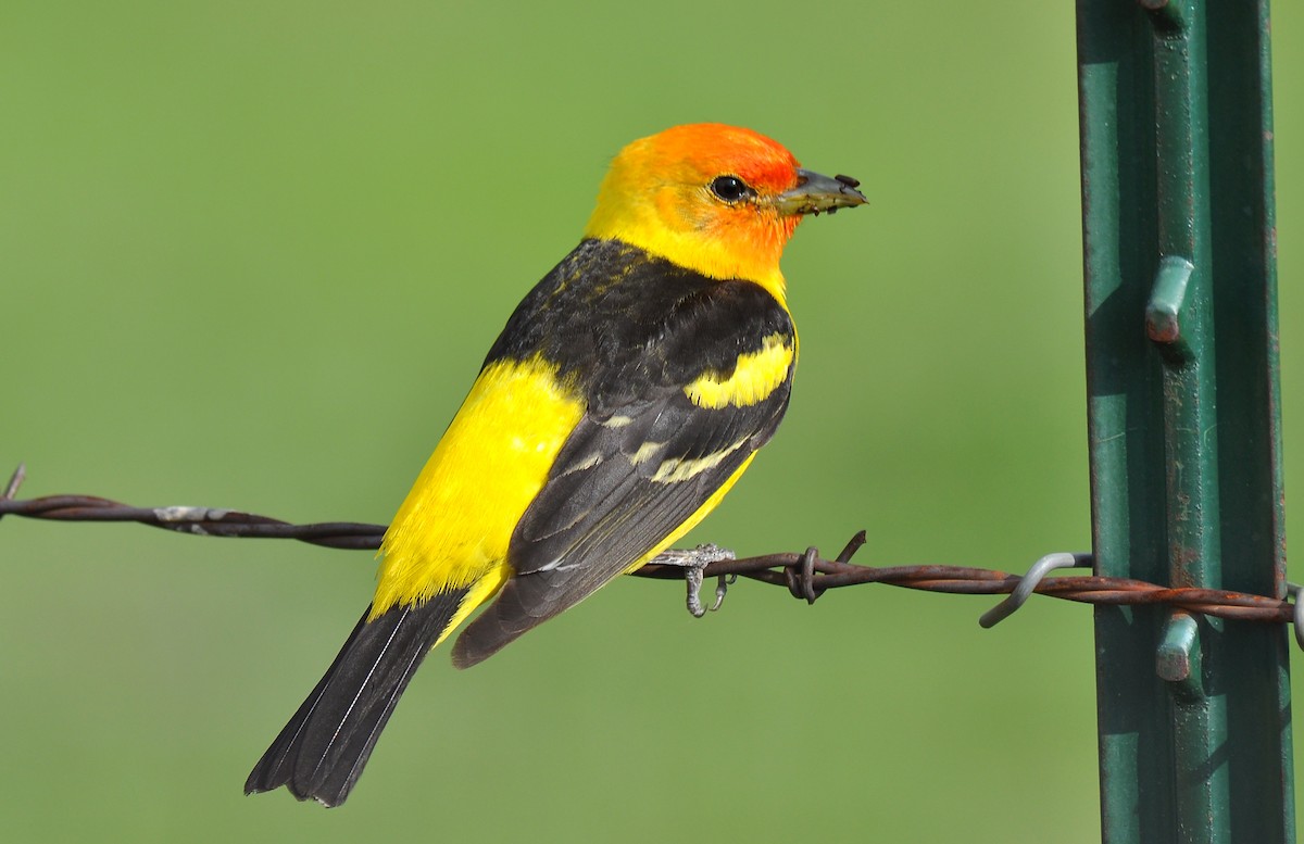 Western Tanager - Ryan O'Donnell