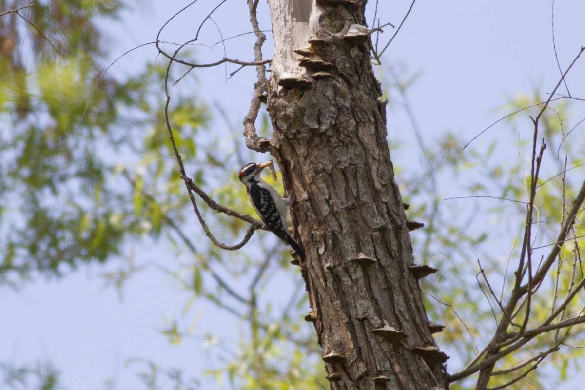 Hairy Woodpecker - Samuel Paul Galick