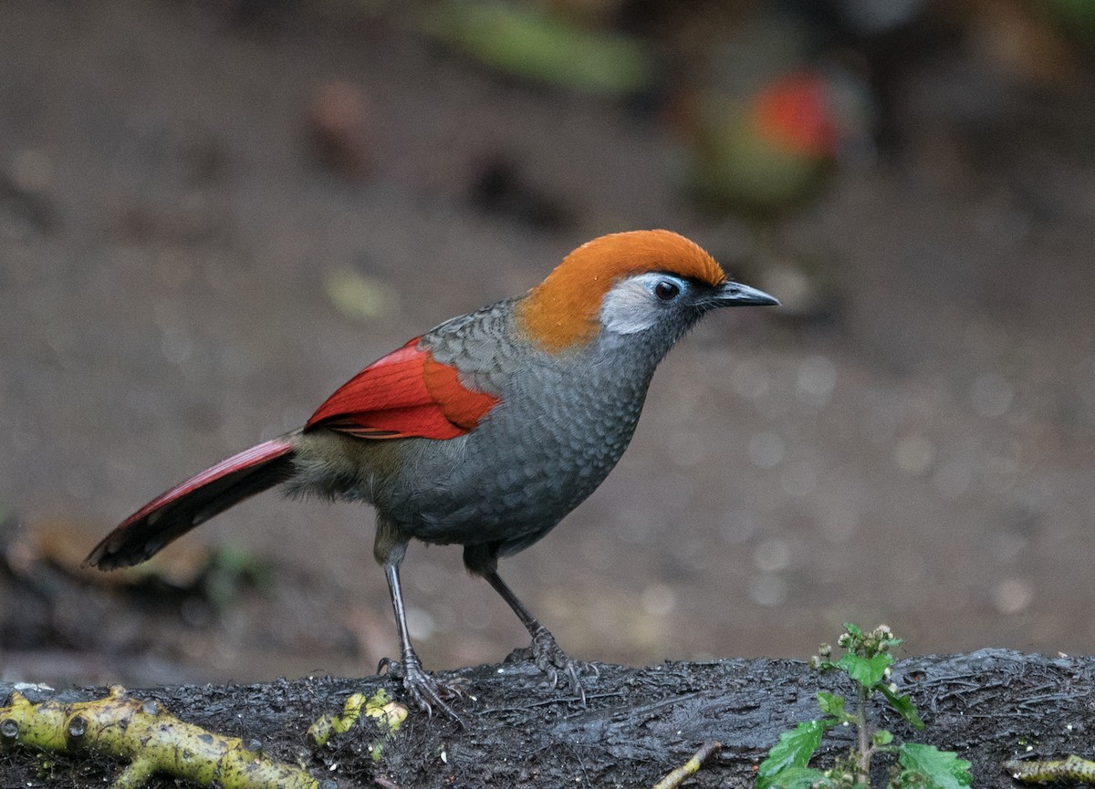 Red-tailed Laughingthrush - Sonja Ross