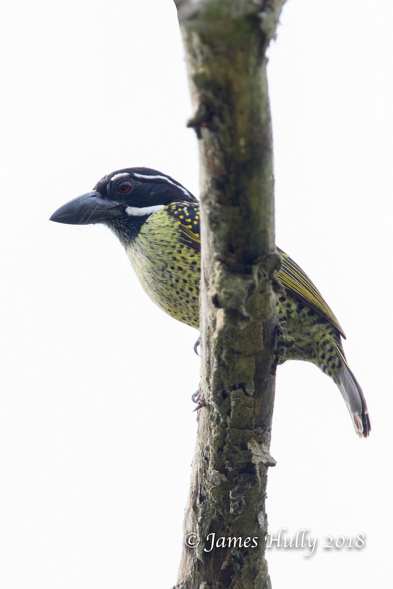 Hairy-breasted Barbet - Jim Hully