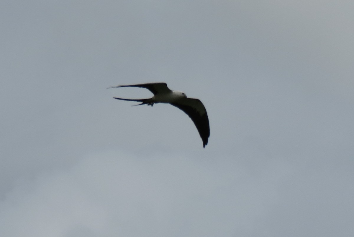 Swallow-tailed Kite - ML128600951