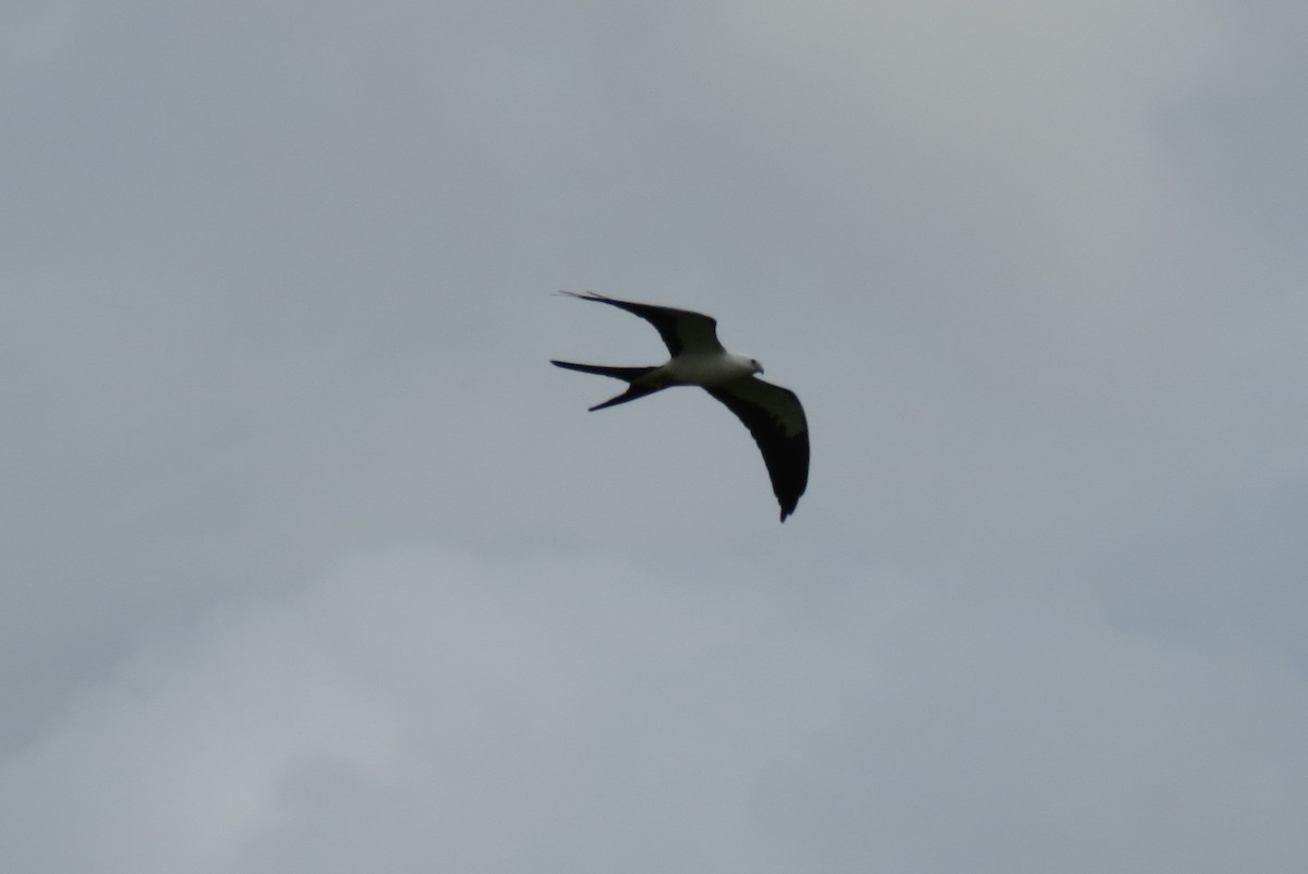 Swallow-tailed Kite - ML128600961
