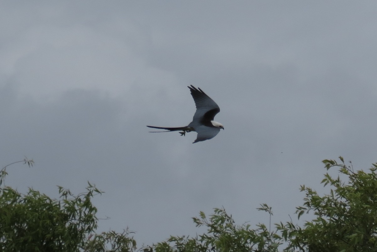 Swallow-tailed Kite - ML128600981