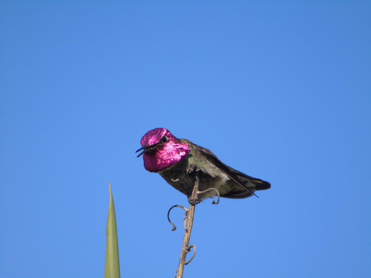 Anna's Hummingbird - ML128609601