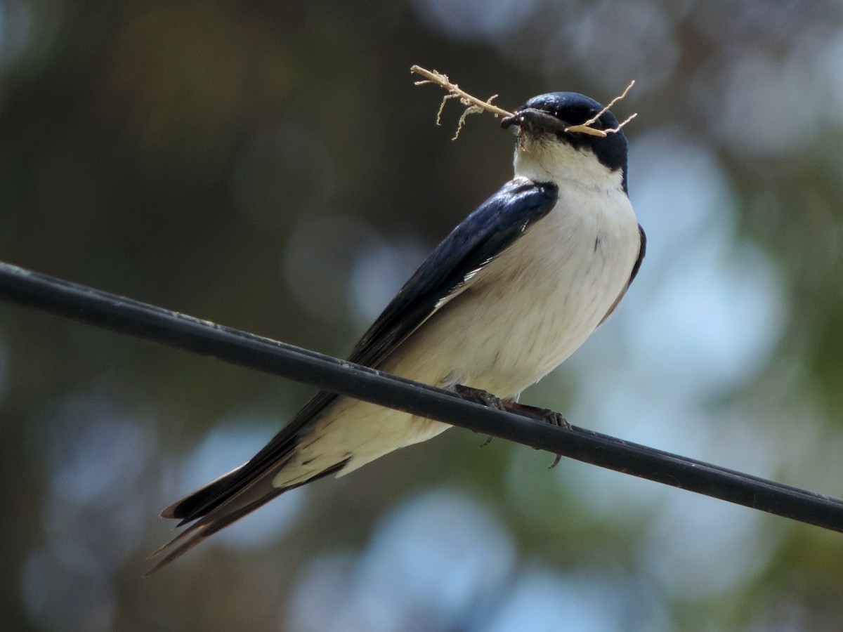 Pearl-breasted Swallow - ML128609921