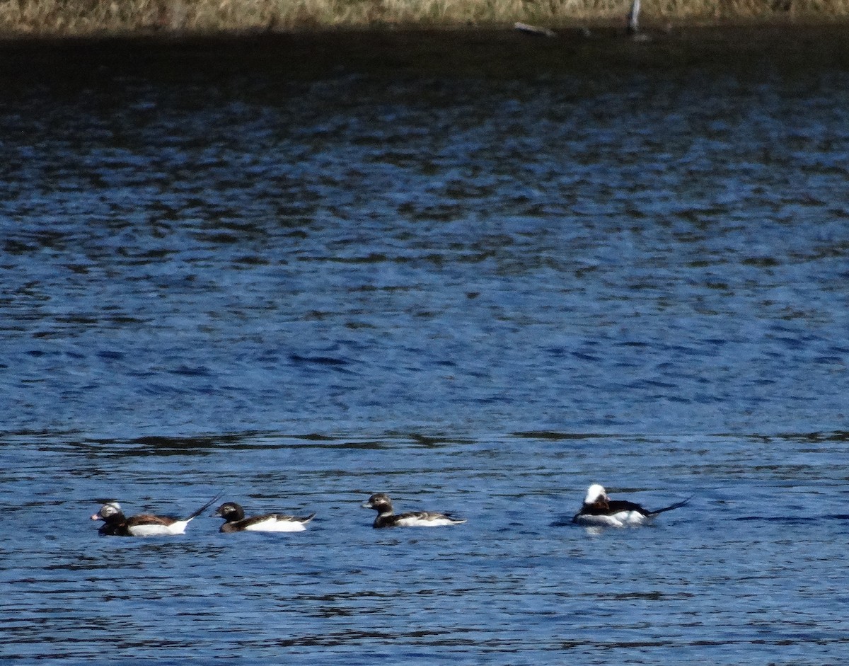 Long-tailed Duck - ML128610521