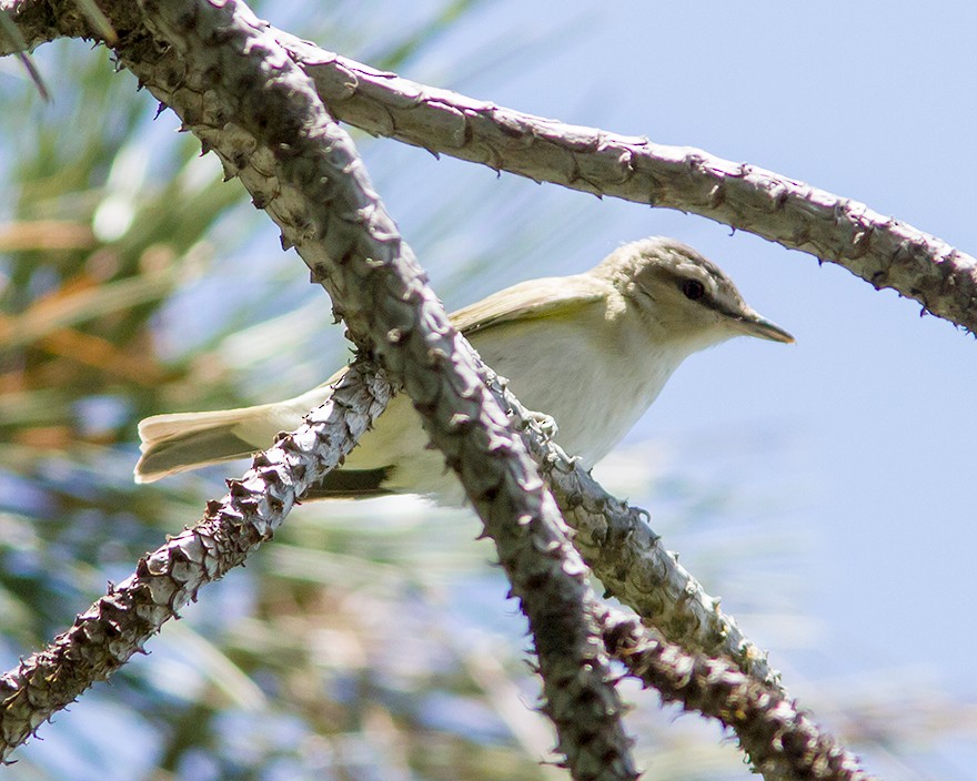 Red-eyed Vireo - Tito Gonzalez