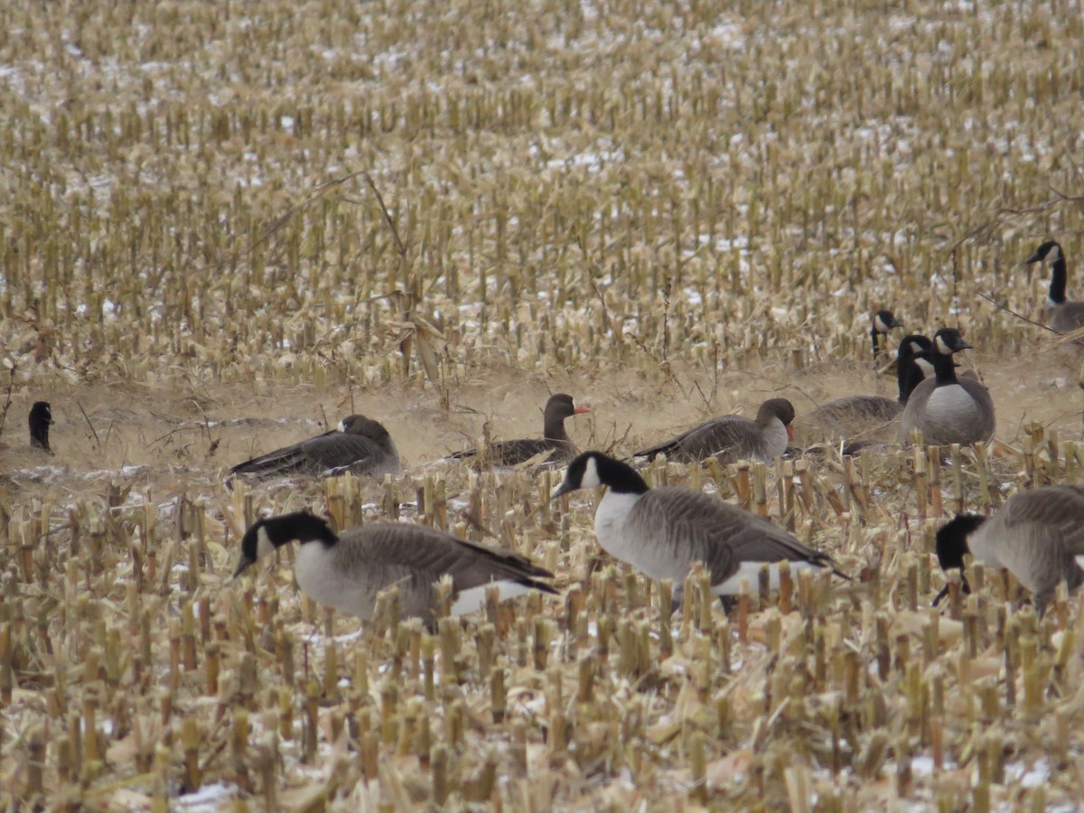 Greater White-fronted Goose - ML128615111