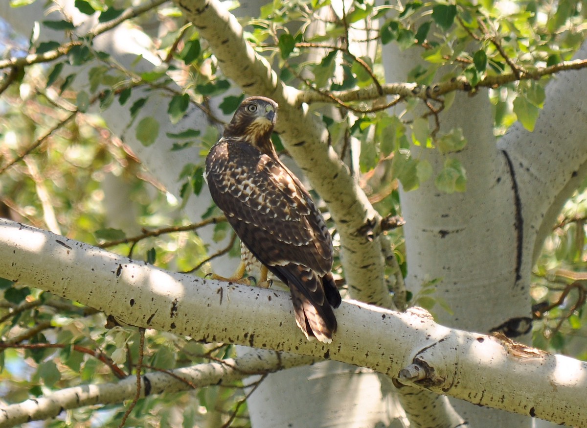 Red-tailed Hawk - ML128616241