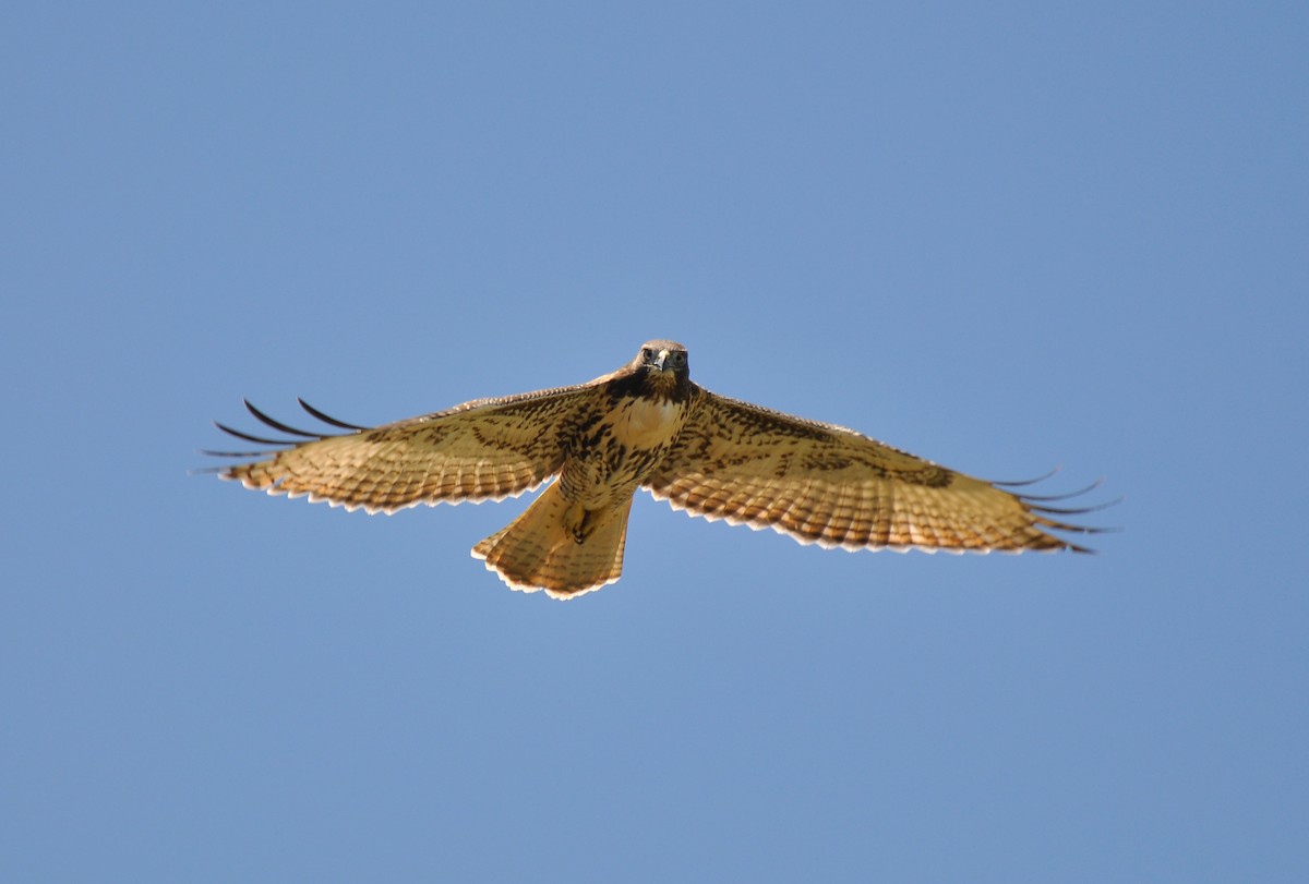 Red-tailed Hawk - ML128616321