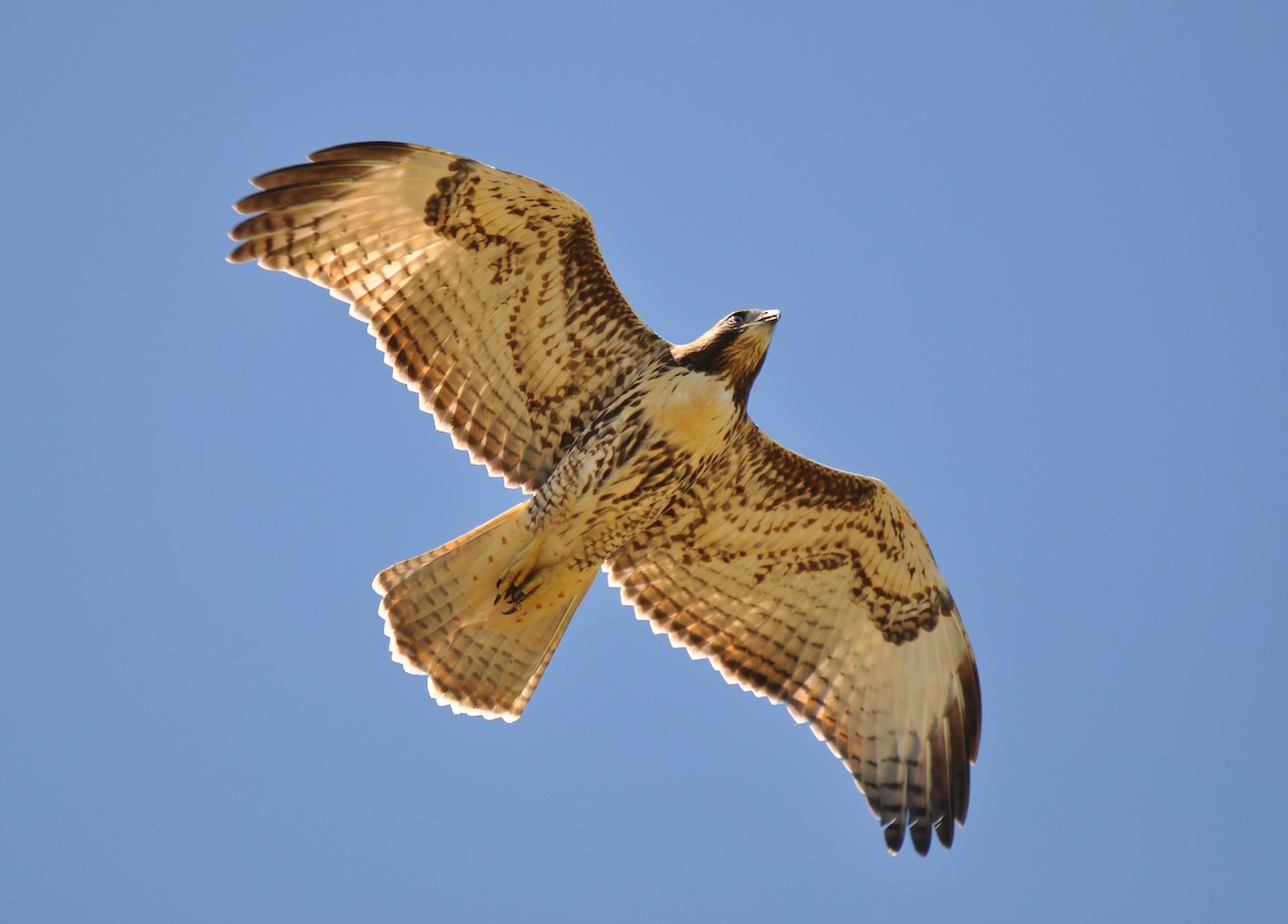 Red-tailed Hawk - ML128616371