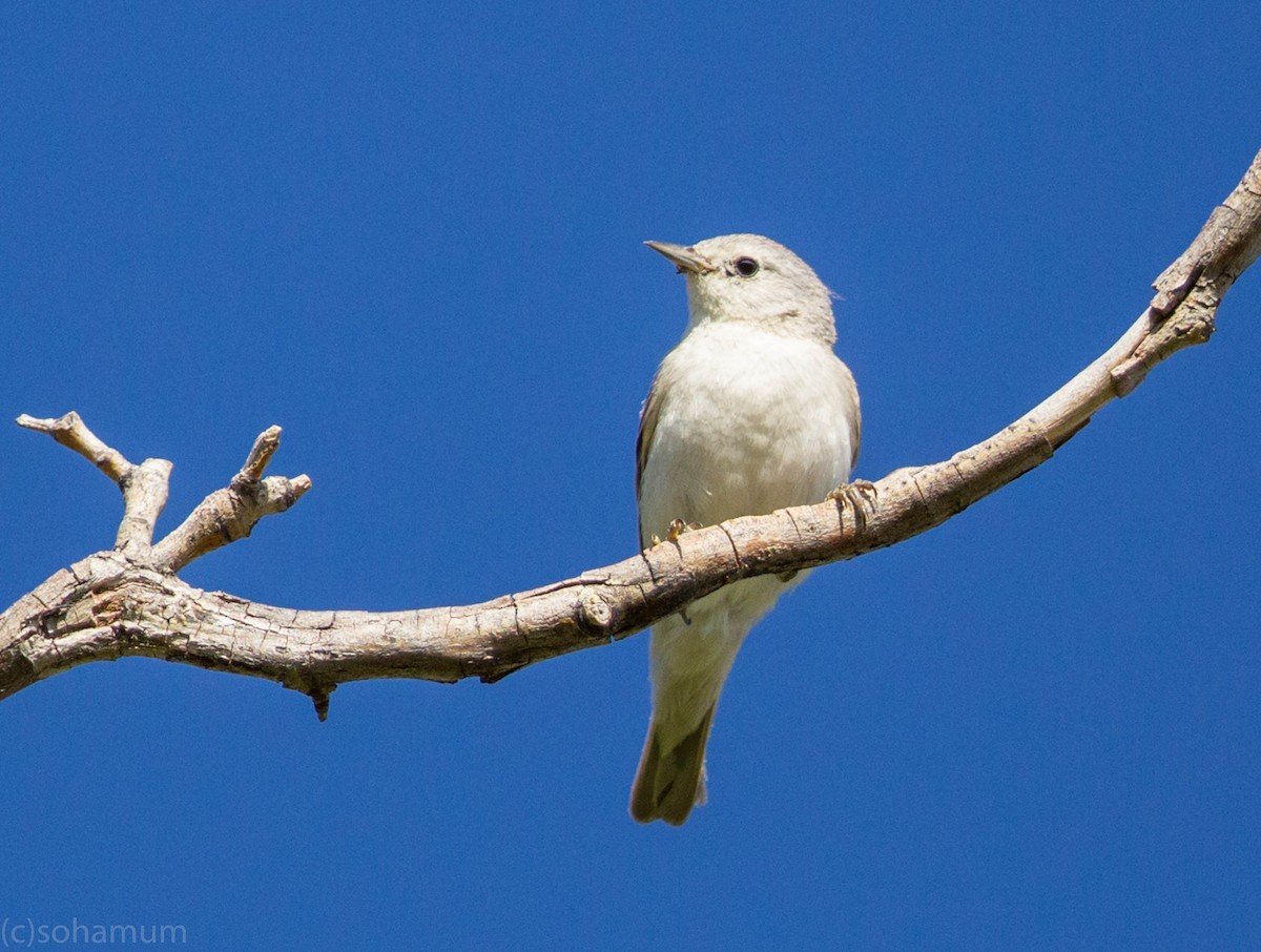 Lucy's Warbler - ML128617941