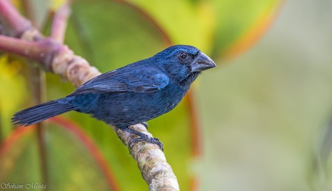 Photos - Blue-black Grosbeak - Cyanoloxia cyanoides - Birds of the World