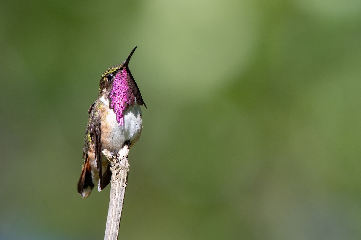 Wine-throated Hummingbird - ML128620111