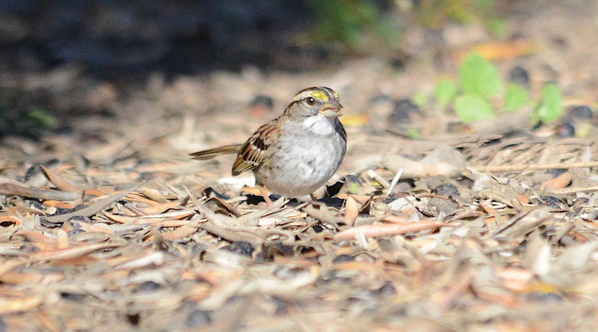 White-throated Sparrow - George Chapman