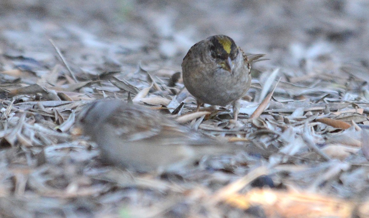 Golden-crowned Sparrow - George Chapman