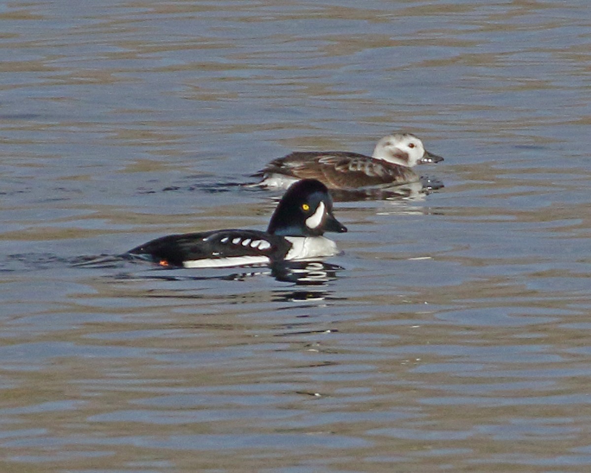 Long-tailed Duck - ML128623631
