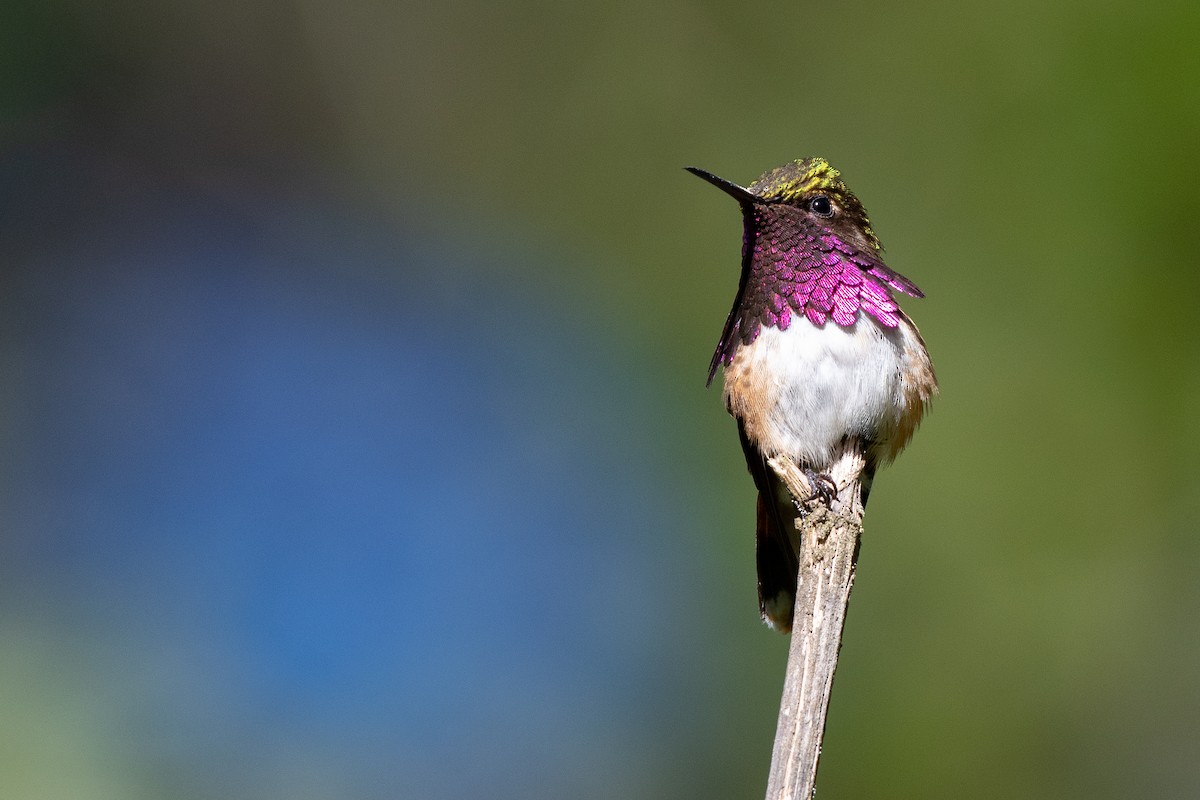 Wine-throated Hummingbird - ML128624781