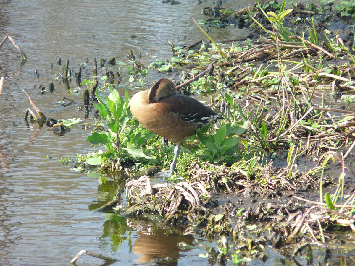 Fulvous Whistling-Duck - Peter Osenton