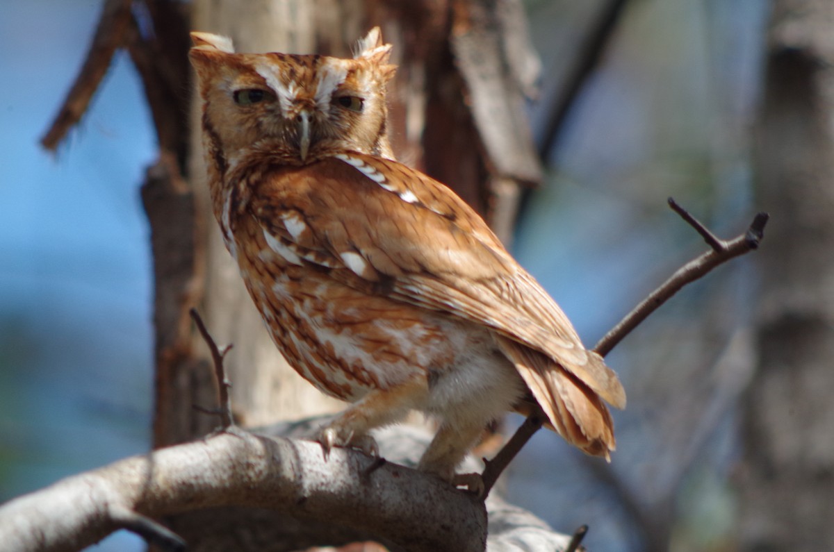 Eastern Screech-Owl - John Sloane