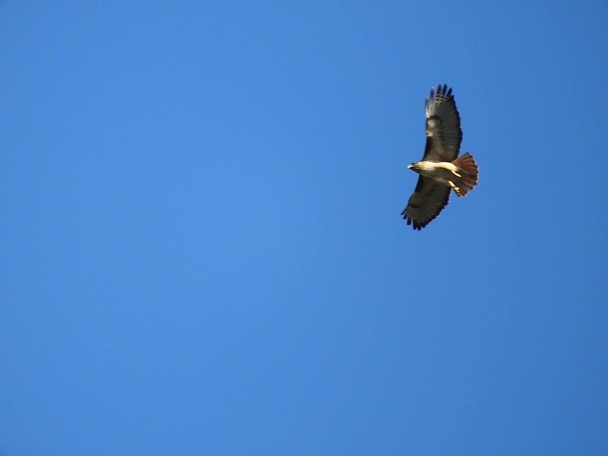 Red-tailed Hawk - ML128632991