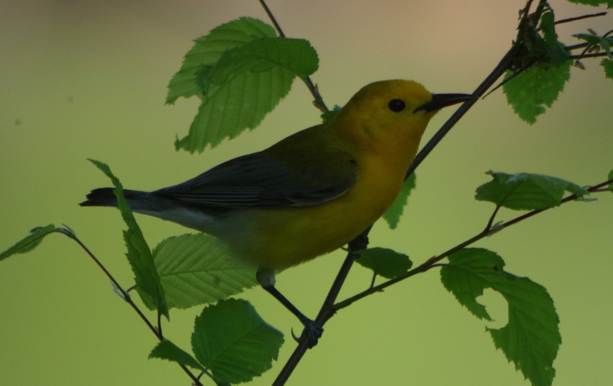 Prothonotary Warbler - John Sloane