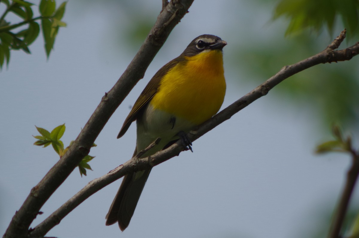 Yellow-breasted Chat - ML128633101