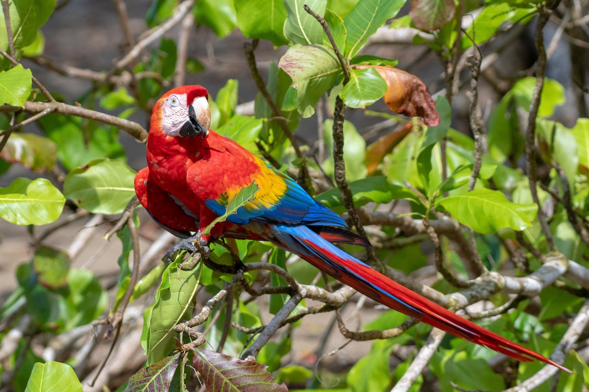 Scarlet Macaw - ML128633171