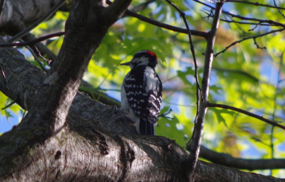 Hairy Woodpecker - John Sloane