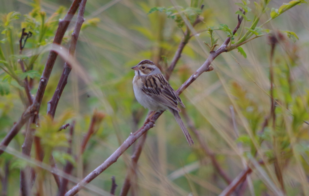 Clay-colored Sparrow - John Sloane