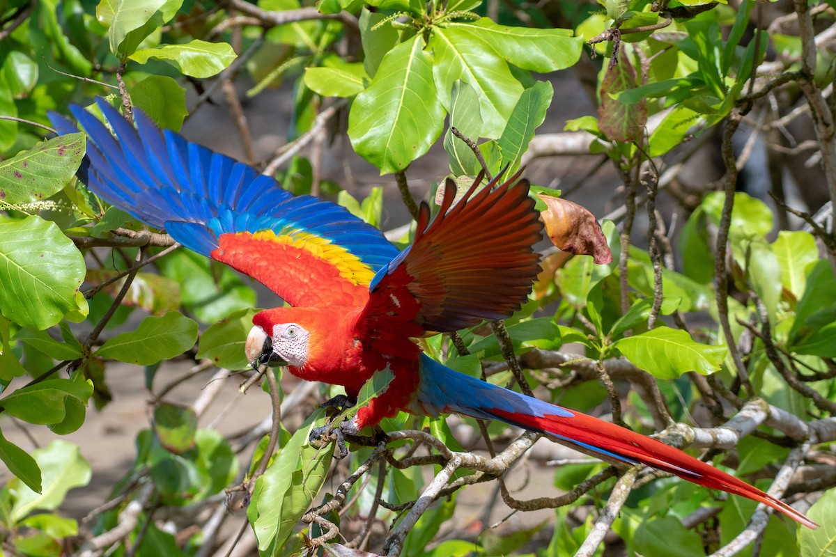 Scarlet Macaw - ML128633211