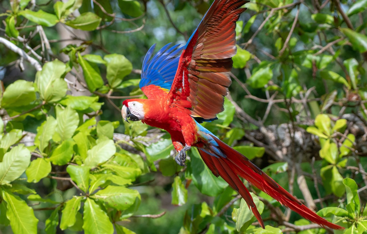 Scarlet Macaw - ML128633251