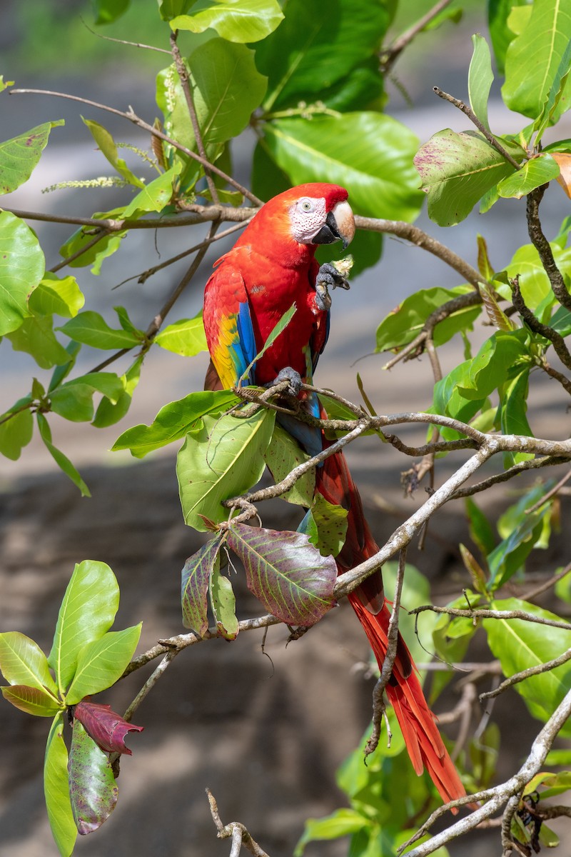 Scarlet Macaw - ML128633261