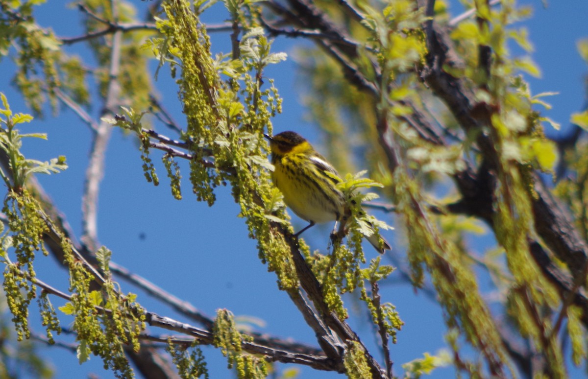 Cape May Warbler - ML128633301